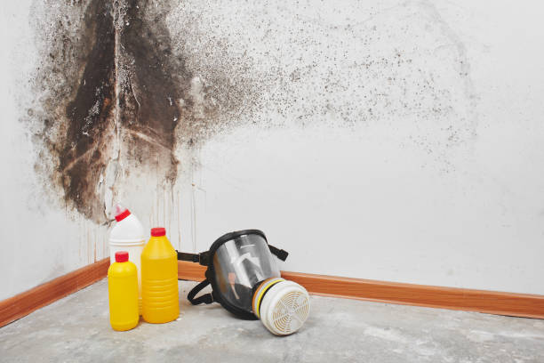 Best Best Mold Removal Companies  in Citronelle, AL