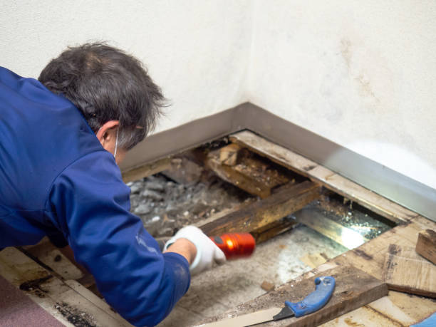Best Black Mold Removal  in Citronelle, AL