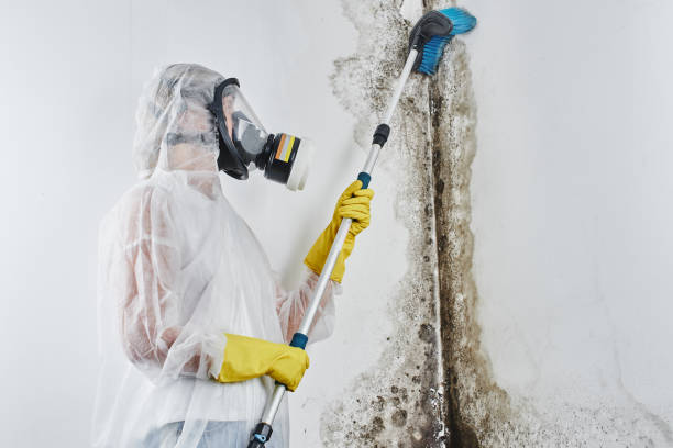 Best Attic Mold Removal  in Citronelle, AL