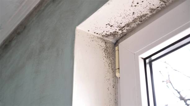 Best Professional Mold Removal  in Citronelle, AL