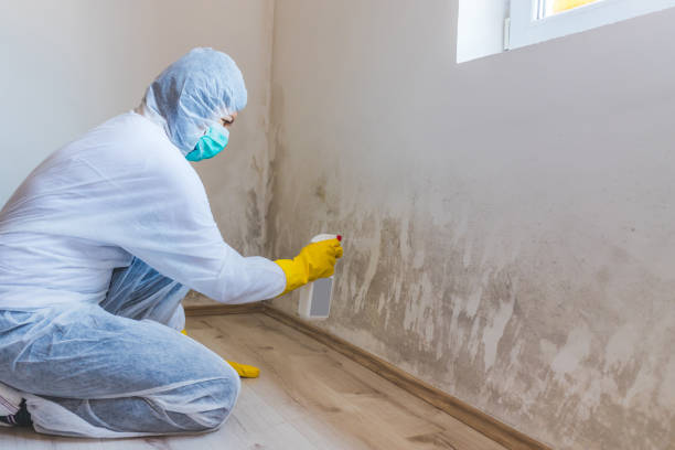 Best Attic Mold Removal  in Citronelle, AL