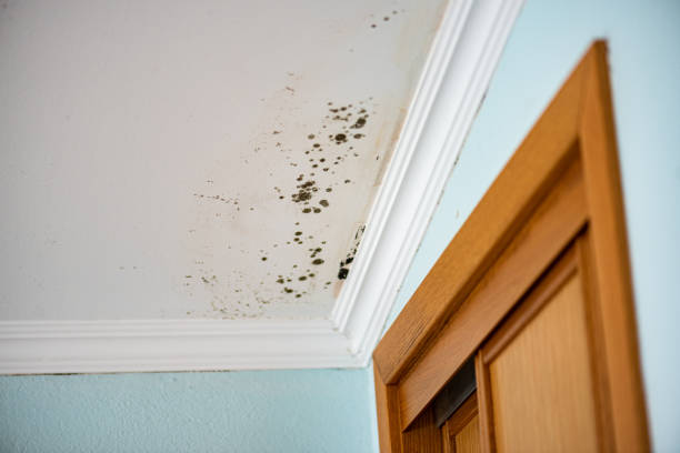 Best Mold Removal Specialists  in Citronelle, AL