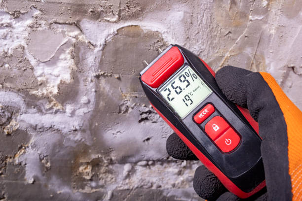 Best Local Mold Removal Service  in Citronelle, AL