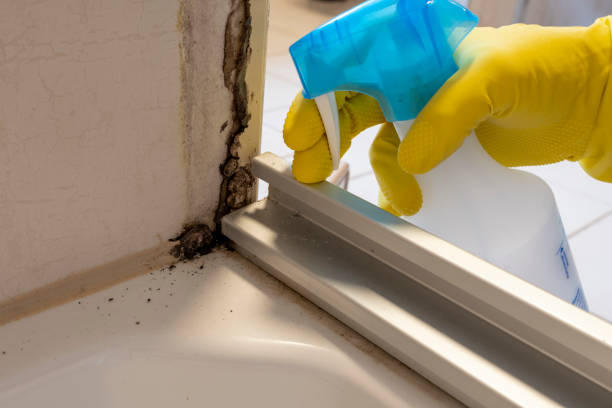 Best Same-Day Mold Removal  in Citronelle, AL