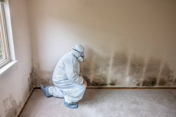 Certified Mold Removal in Citronelle, AL