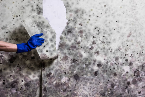Attic Mold Removal in Citronelle, AL